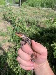 Plestiodon