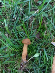 Cystoderma amianthinum