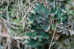 Peltigera malacea