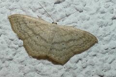 Scopula nigropunctata