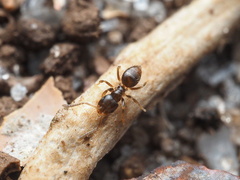 Brachymyrmex obscurior