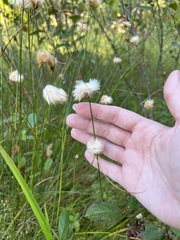 Eriophorum