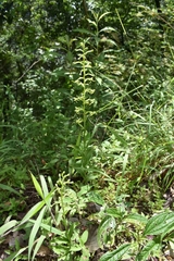 Habenaria novemfida