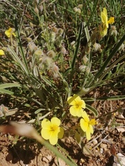 Helianthemum