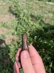 Plestiodon