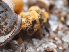 Brachymyrmex obscurior