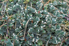 Peltigera malacea