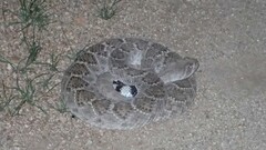 Crotalus atrox