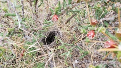 Cylindropuntia leptocaulis