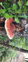 Inonotus