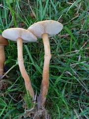 Cystoderma amianthinum