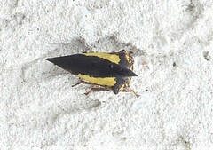 Thelia bimaculata