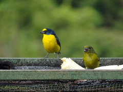 Euphonia hirundinacea
