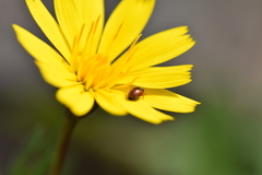 Coccinellidae