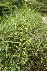 Habenaria novemfida