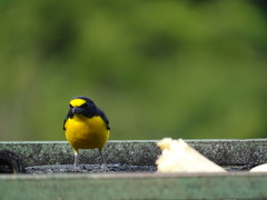 Euphonia hirundinacea