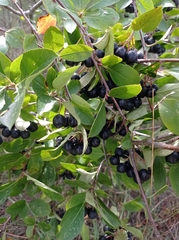Aronia mitschurinii