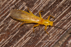 Perloidea