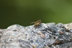 Helophilus pendulus