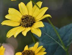 Heliopsis helianthoides