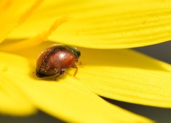 Coccinellidae