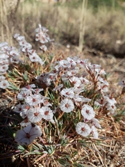 Acantholimon