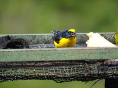 Euphonia hirundinacea
