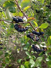 Aronia mitschurinii