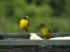 Euphonia hirundinacea