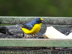 Euphonia hirundinacea