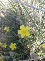 Helianthemum
