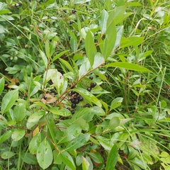 Aronia melanocarpa