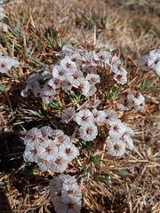 Acantholimon