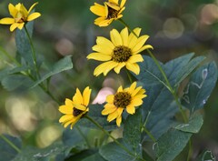 Heliopsis helianthoides