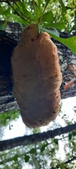 Inonotus