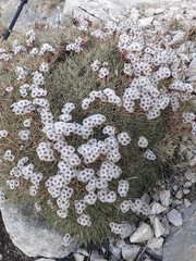 Acantholimon
