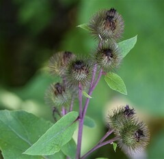 Arctium minus