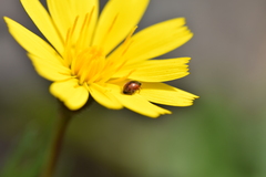 Coccinellidae