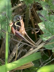 Roeseliana roeselii