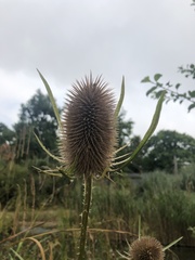 Dipsacus fullonum