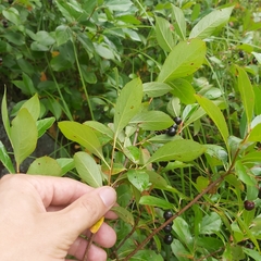 Aronia melanocarpa