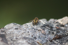 Helophilus pendulus
