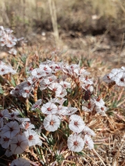 Acantholimon