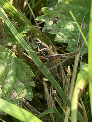 Roeseliana roeselii