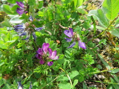 Astragalus alpinus