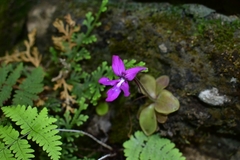 Pinguicula moranensis
