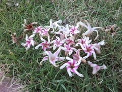 Dipterocarpus alatus