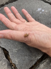 Gonipterus platensis