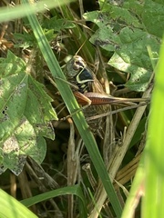 Roeseliana roeselii