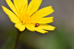 Coccinellidae